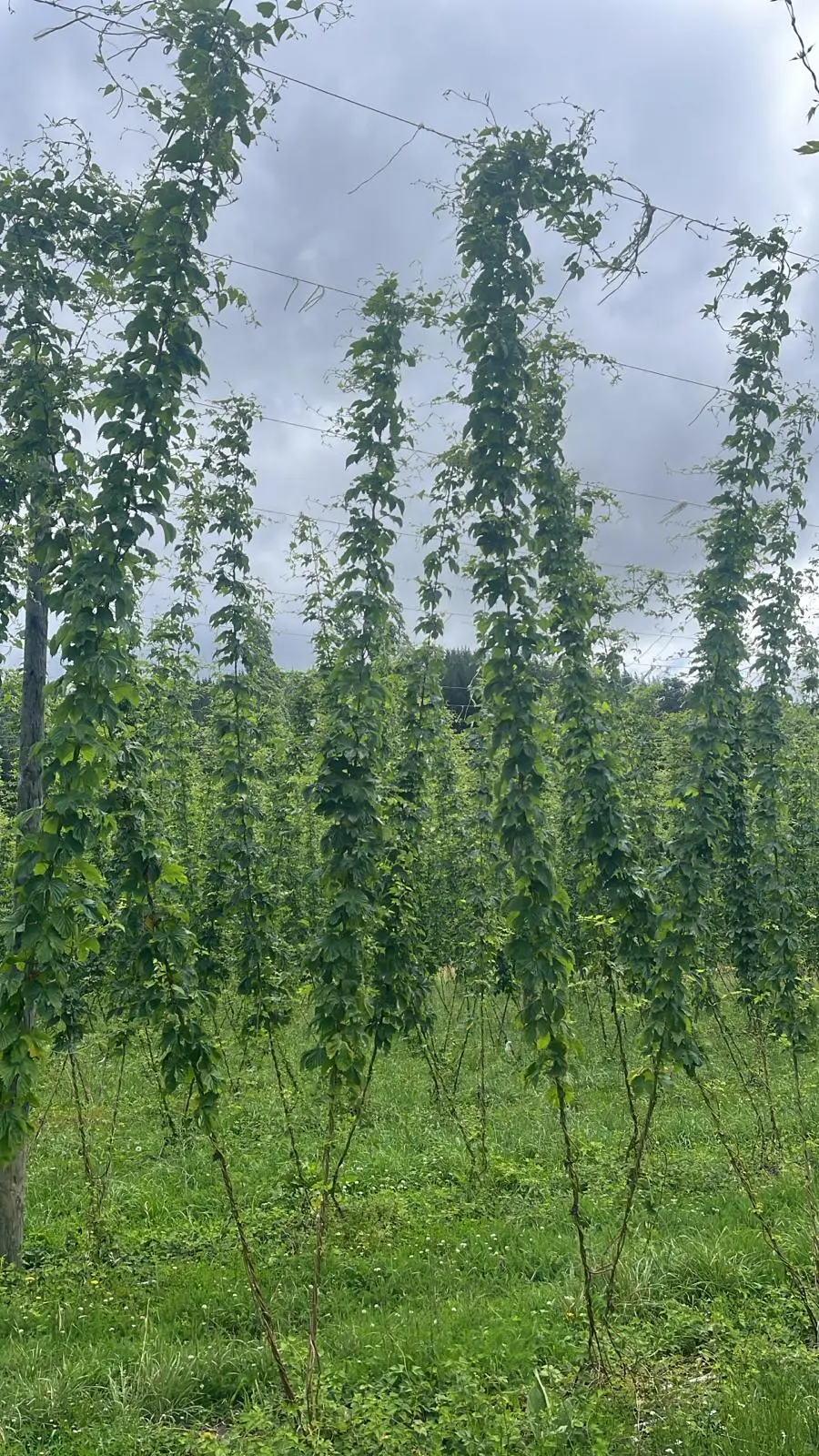Hops growing on vines